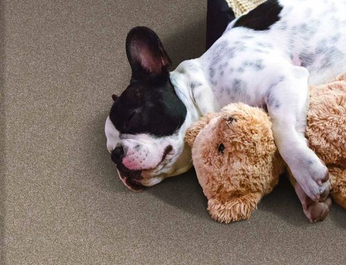 blog stainmaster resized